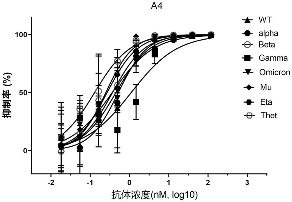 Bispecific neutralizing antibody for resisting novel coronavirus SARS-CoV-2 and application of bispecific neutralizing antibody