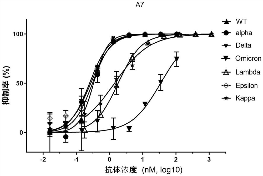 Bispecific neutralizing antibody for resisting novel coronavirus SARS-CoV-2 and application of bispecific neutralizing antibody