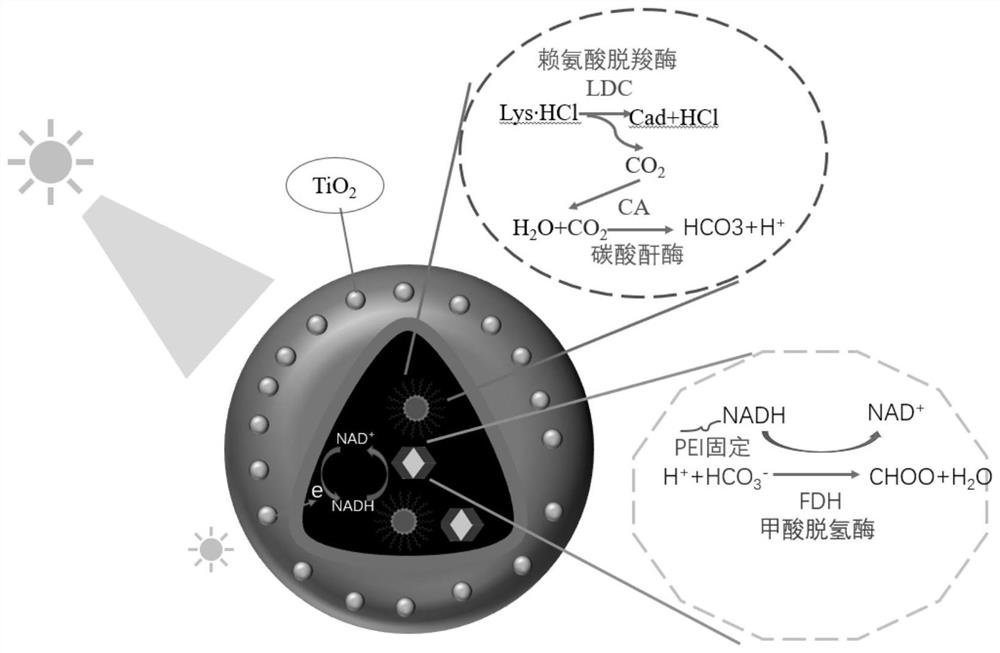 Construction method of photoactive artificial cell and application of photoactive artificial cell in synchronous green synthesis of pentamethylene diamine and formic acid