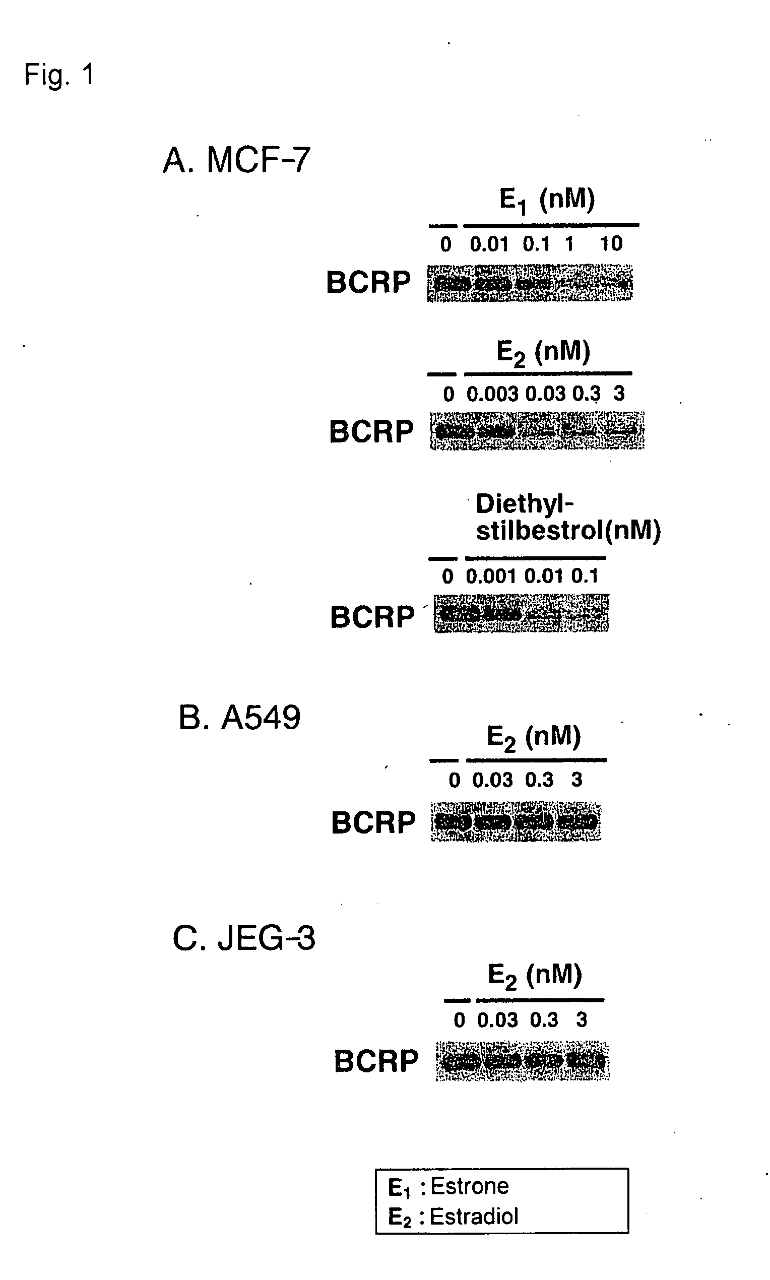 Antagonist Against Tolerance to Anticancer Drugs