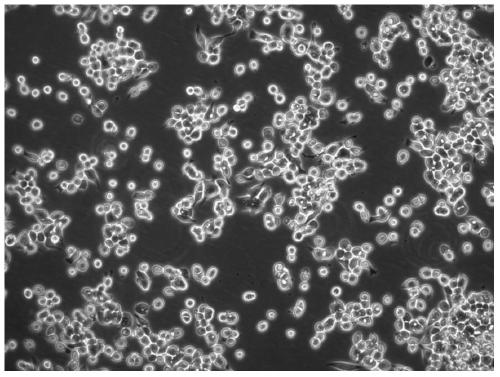 A cisplatin-resistant human gastric cancer cell line and its establishment method and application