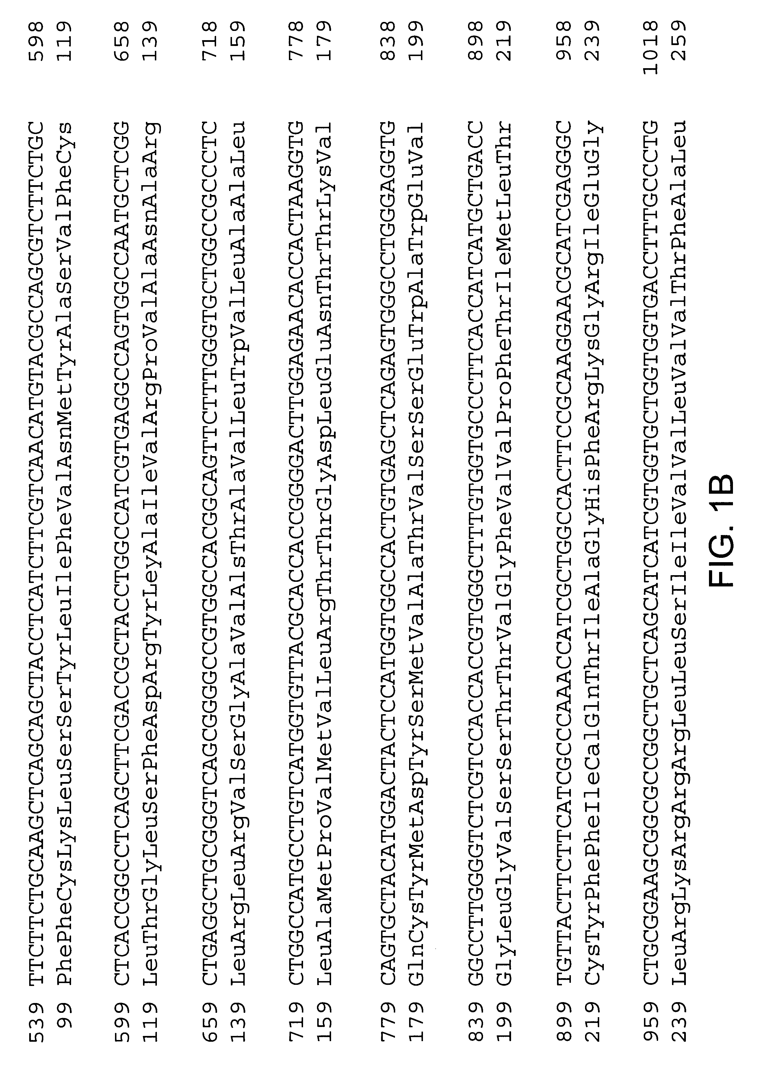 APJ ligand polypeptides