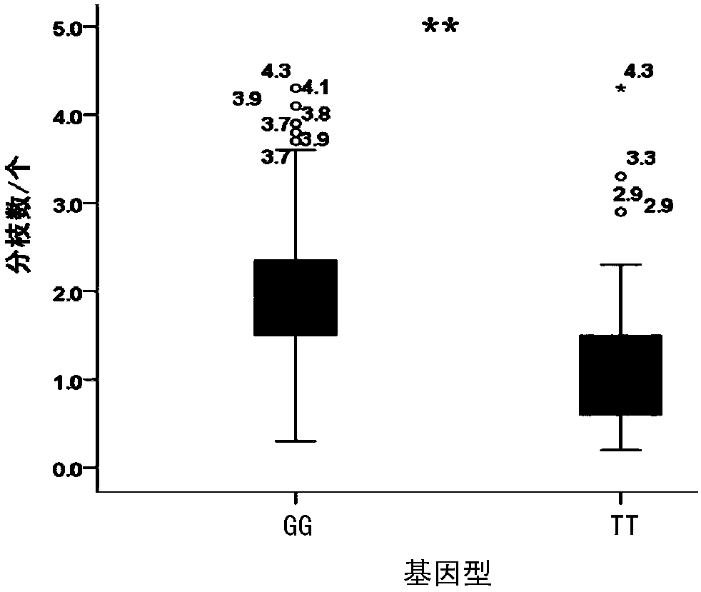 Application of molecular marker and its polymorphism in identification of branching number traits in soybean