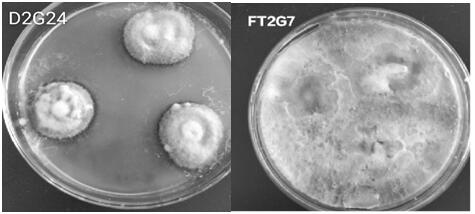 Plant endophytic fungus Setophoma terrestris D2G24 and application thereof