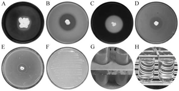 Bacillus paralicheniformis ZYGT1811 and application thereof