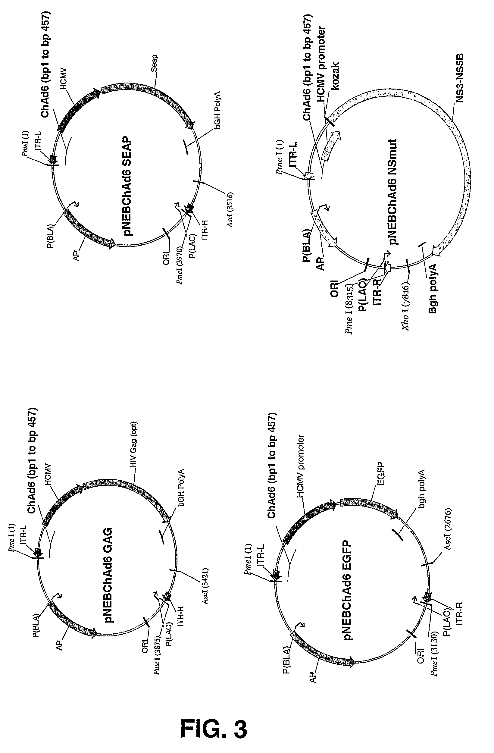 Chimpanzee adenovirus vaccine carriers