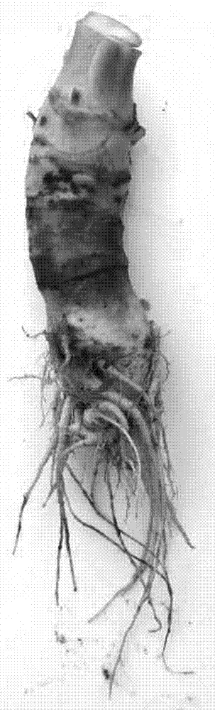 A method for creating germplasm by distant compound hybridization of pickled mustard and radish