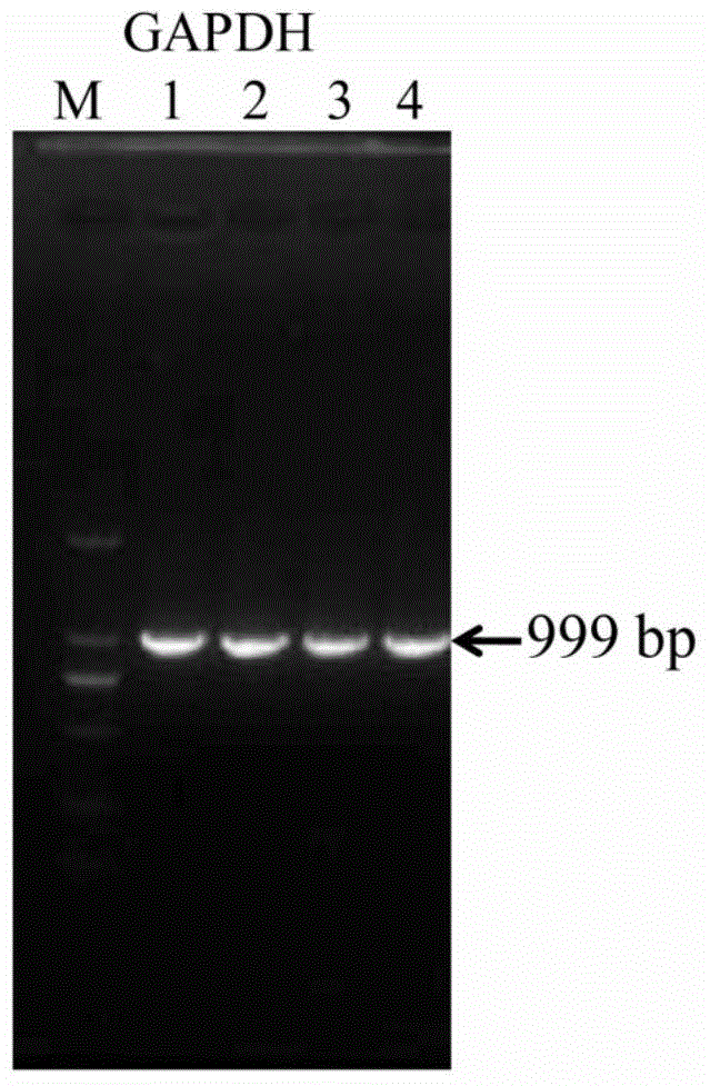 Rhopalosiphum padi GAPDH reference gene partial sequence, cloning method and application