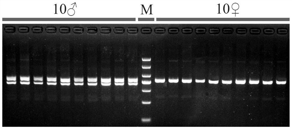 Molecular marker for identifying genetic sex of leiocassis longirostris and application