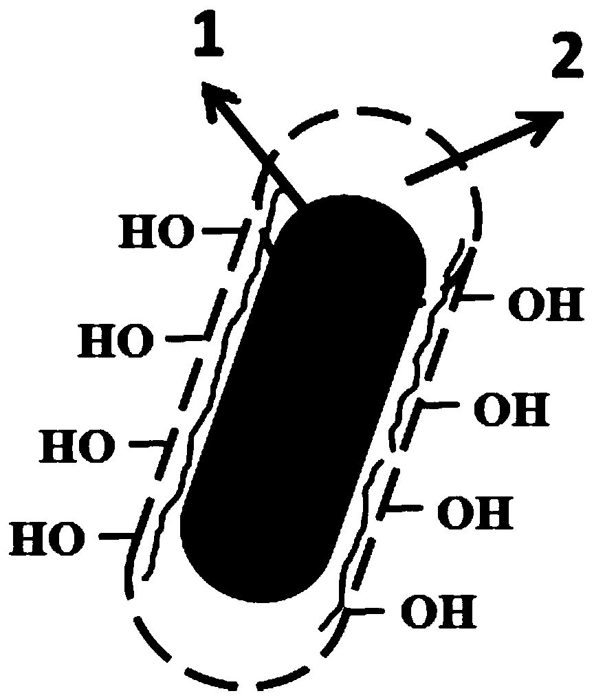 Activated plant fiber, preparation method thereof and application of activated plant fiber in polylactic acid composite material