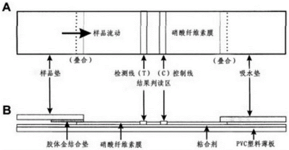 Progesterone colloidal gold immunochromatography test strip for monkey early pregnancy detection