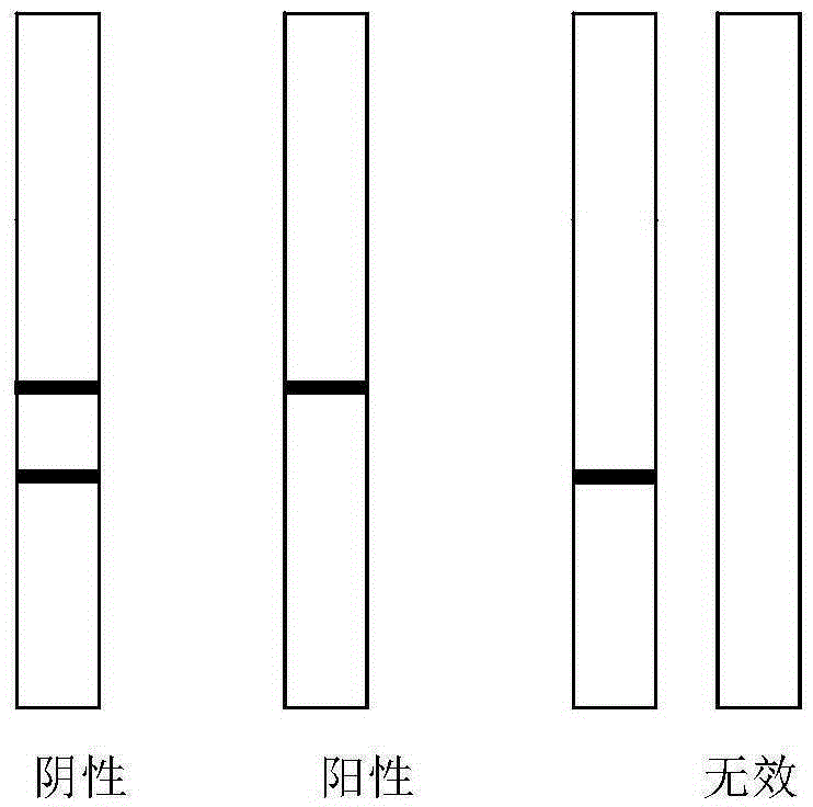 Progesterone colloidal gold immunochromatography test strip for monkey early pregnancy detection