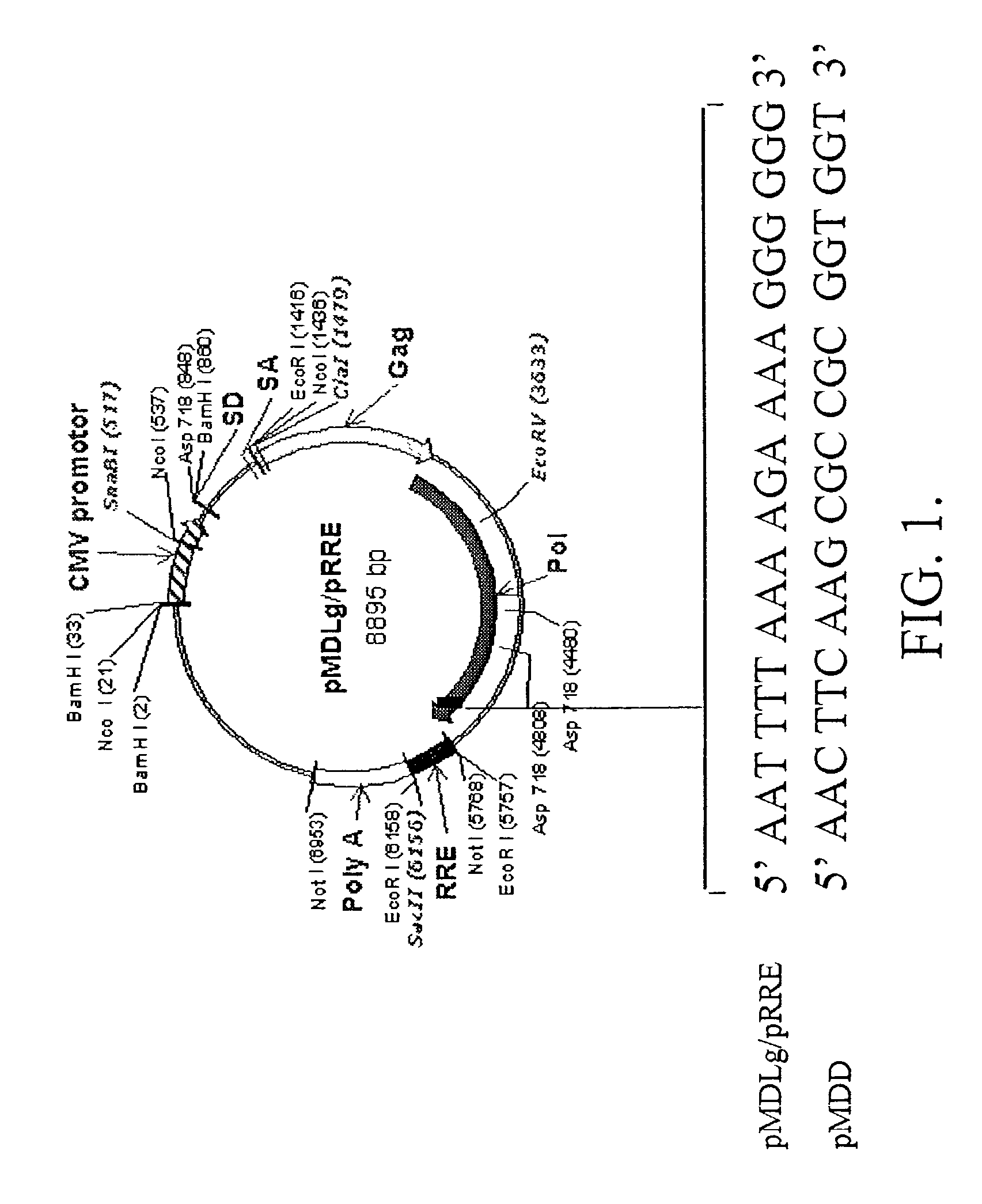 Methods and compositions relating to improved lentiviral vector production systems