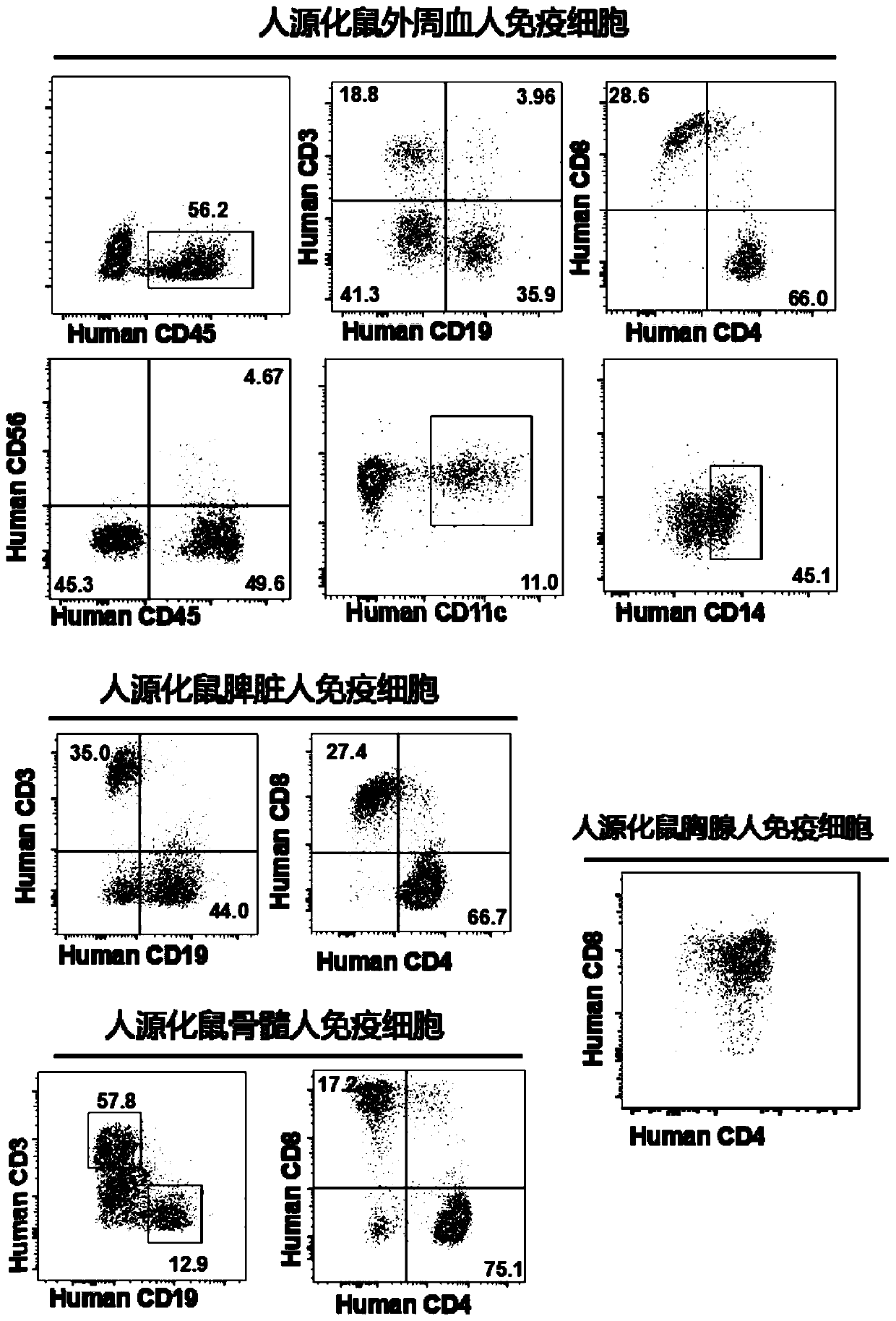 Constructed humanized mouse tumor model and preparation method and application thereof