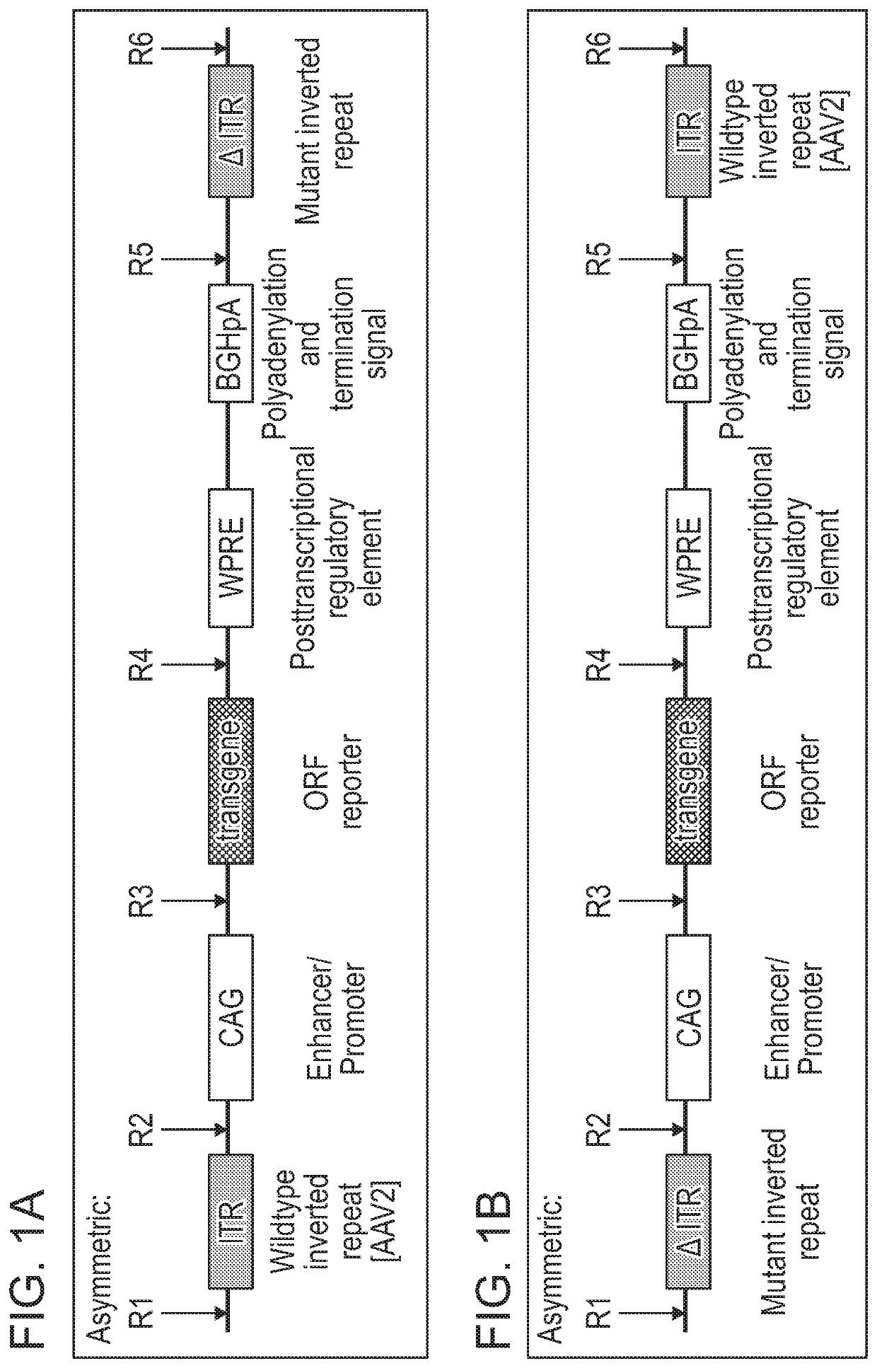 Non-viral DNA vectors and uses thereof for expressing fviii therapeutics