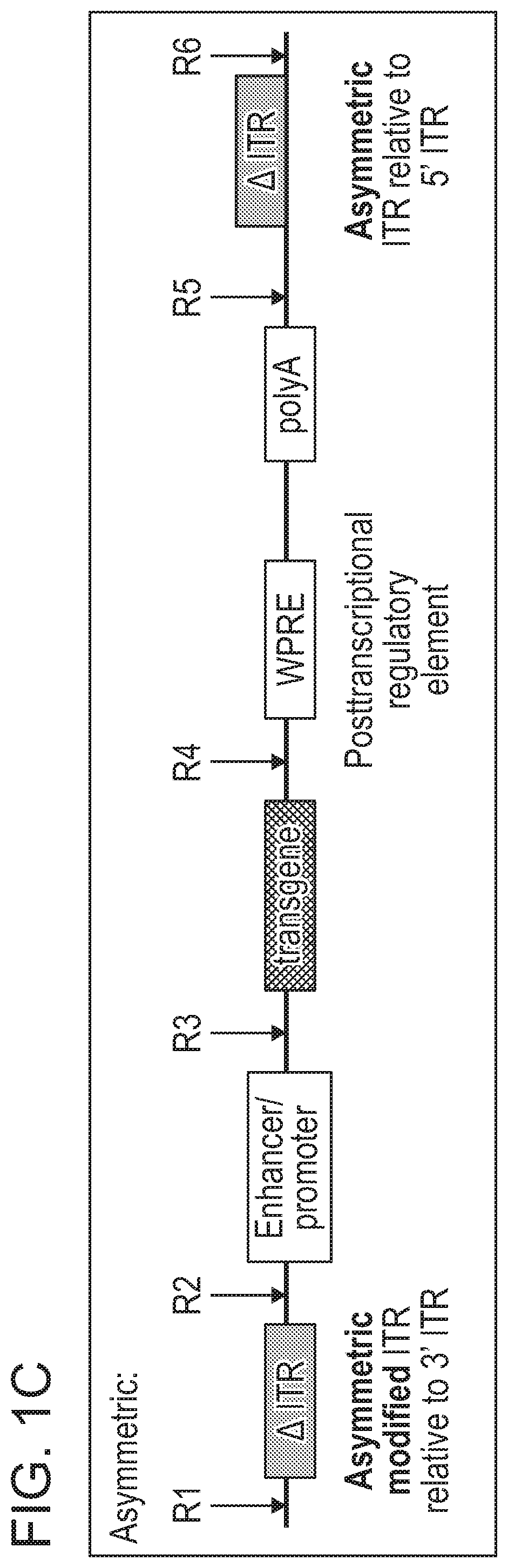 Non-viral DNA vectors and uses thereof for expressing fviii therapeutics