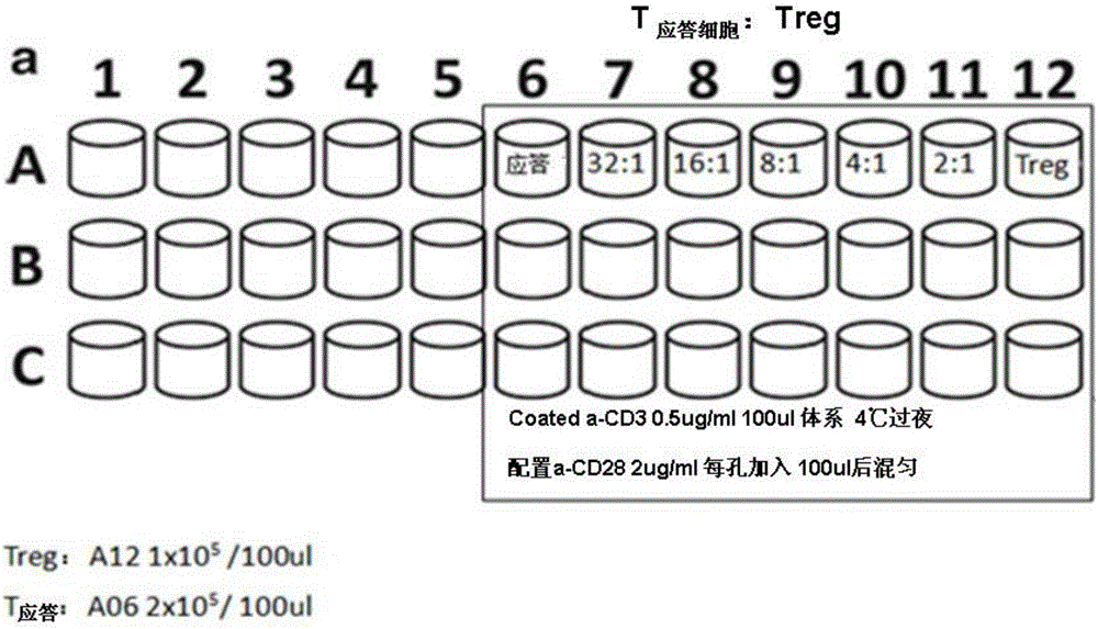 Optimized method for inducing amplification of regulatory T cells from naive T cells