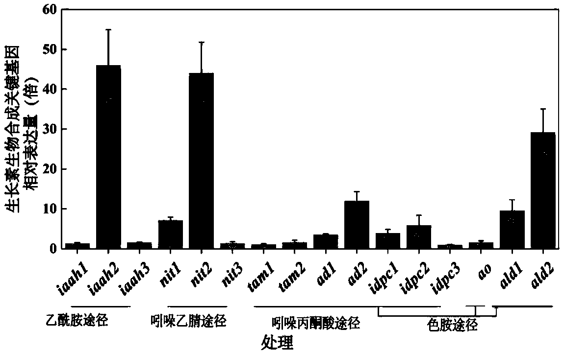 Nitrilase gene nit2 and overexpression and application thereof