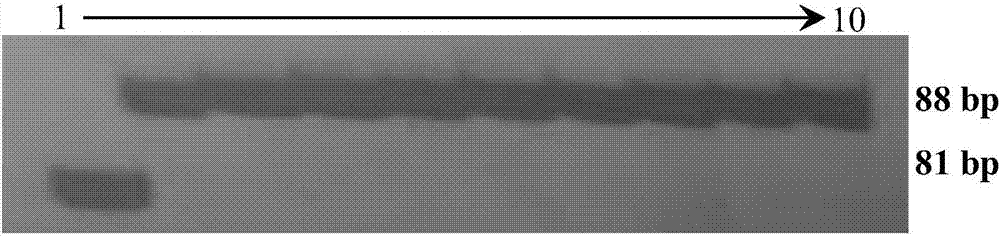 Molecular marker of rice grain width gene GW2 and application of molecular marker