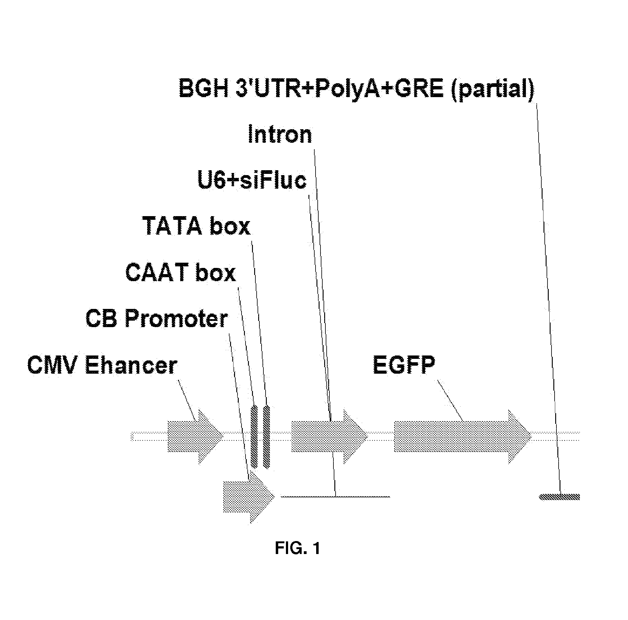 Multicistronic expression constructs