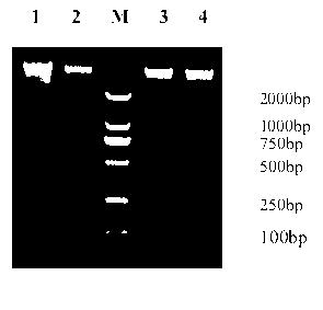 Extraction method for metagenome