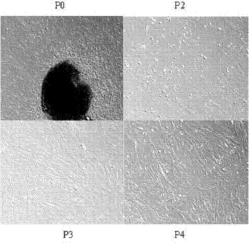 Method for separating and culturing poultry bone mesenchymal stem cells by using bone marrow tissue block