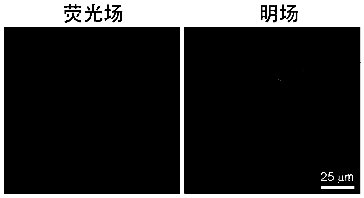 A non-cleaning cell membrane red fluorescence imaging reagent and preparation method and use thereof