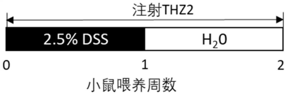 Application of cdk7 inhibitor in preparation of medicine for ulcerative colitis or colon cancer