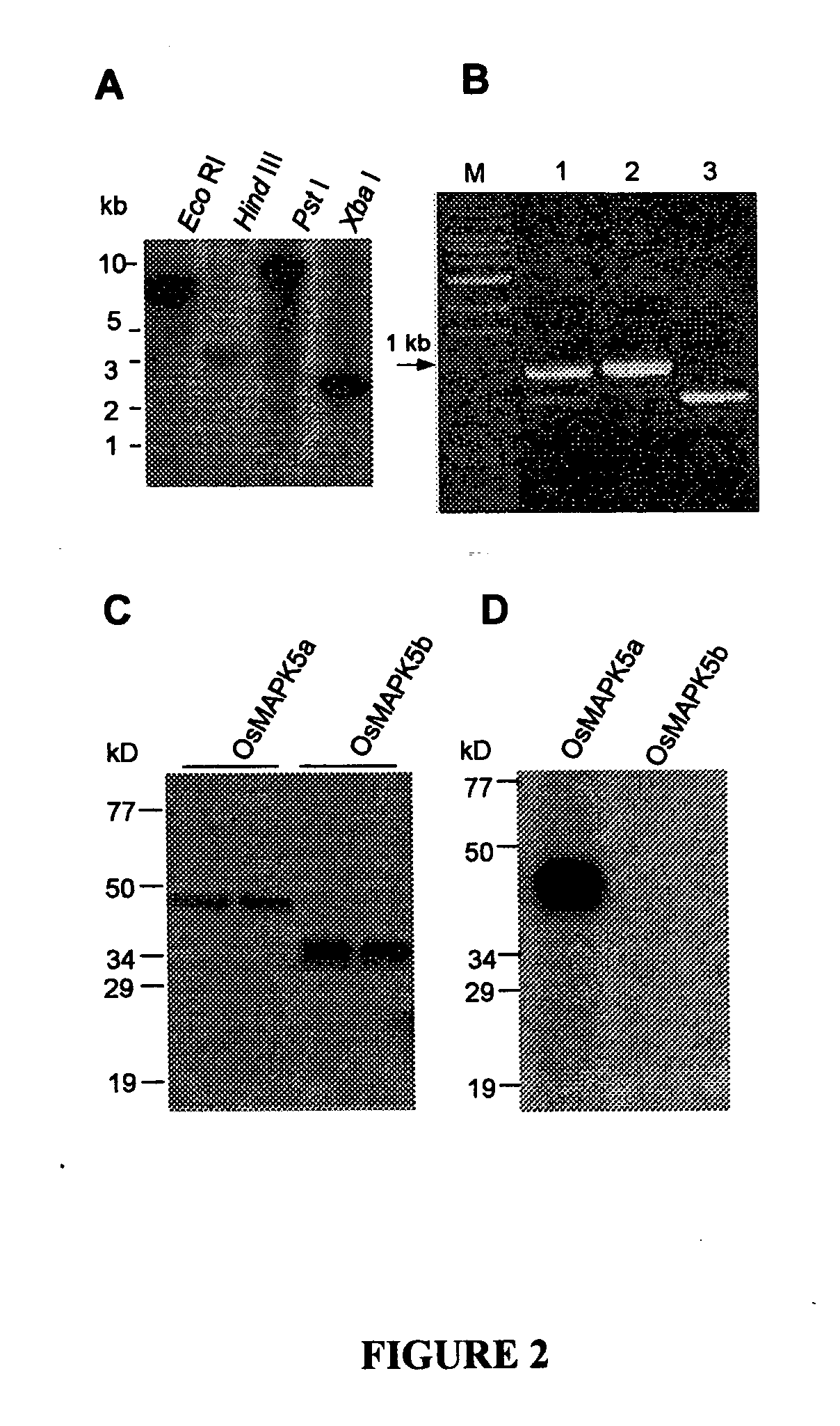 Mitogen-activated protein kinase and method of use to enhance biotic and abiotic stress tolerance in plants