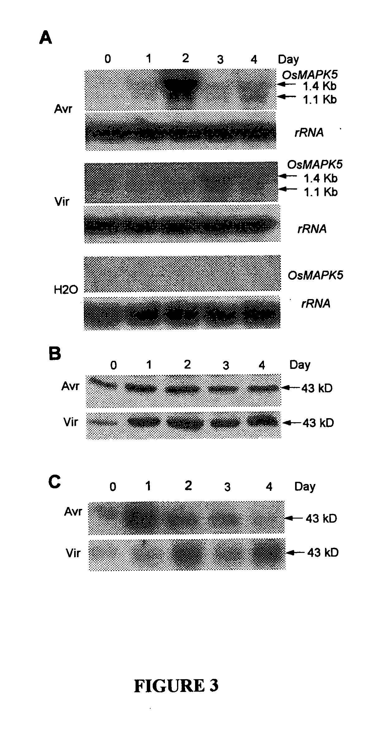 Mitogen-activated protein kinase and method of use to enhance biotic and abiotic stress tolerance in plants