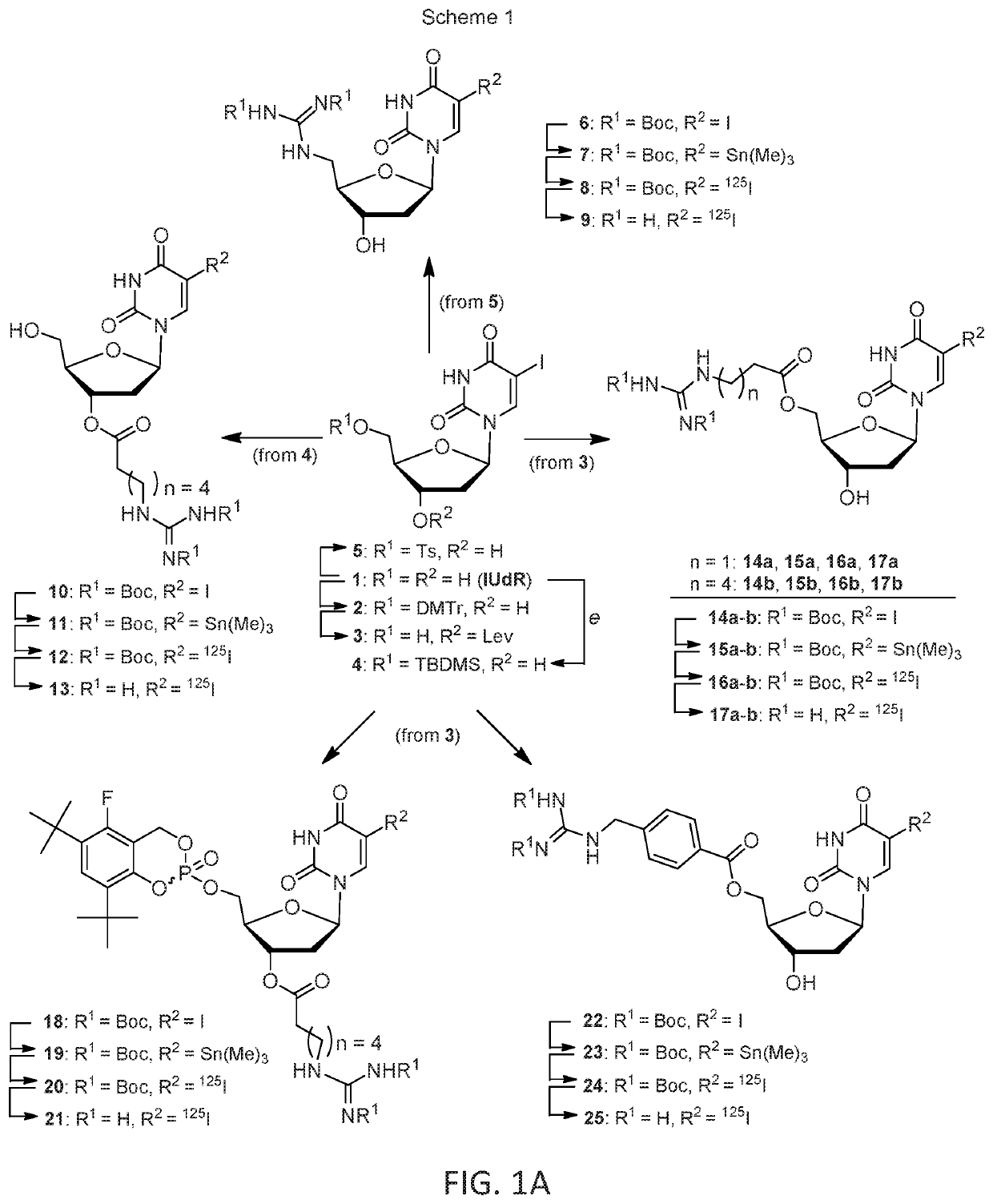 MIBG analogs and uses thereof