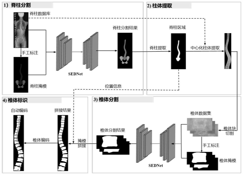 A Method for Automatic Segmentation and Labeling of X-ray Spine