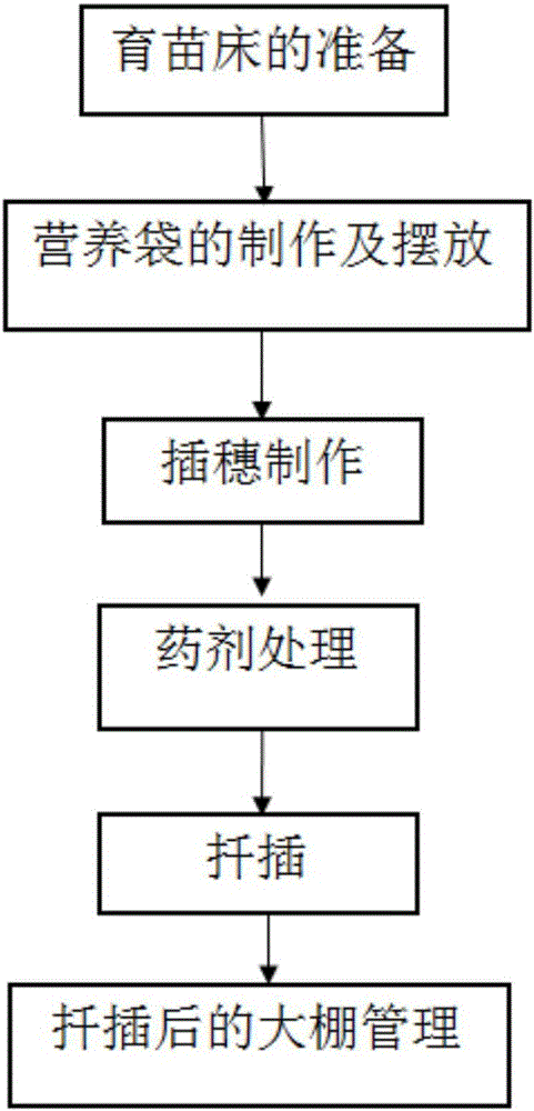 Method of root cuttage of fast-growing locust trees in greenhouse