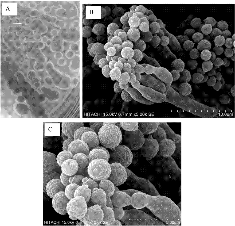 Penicillium citrinum fungus for thin film degradation and application thereof