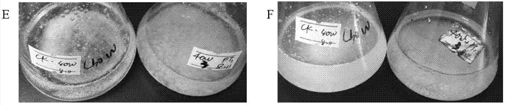 Penicillium citrinum fungus for thin film degradation and application thereof