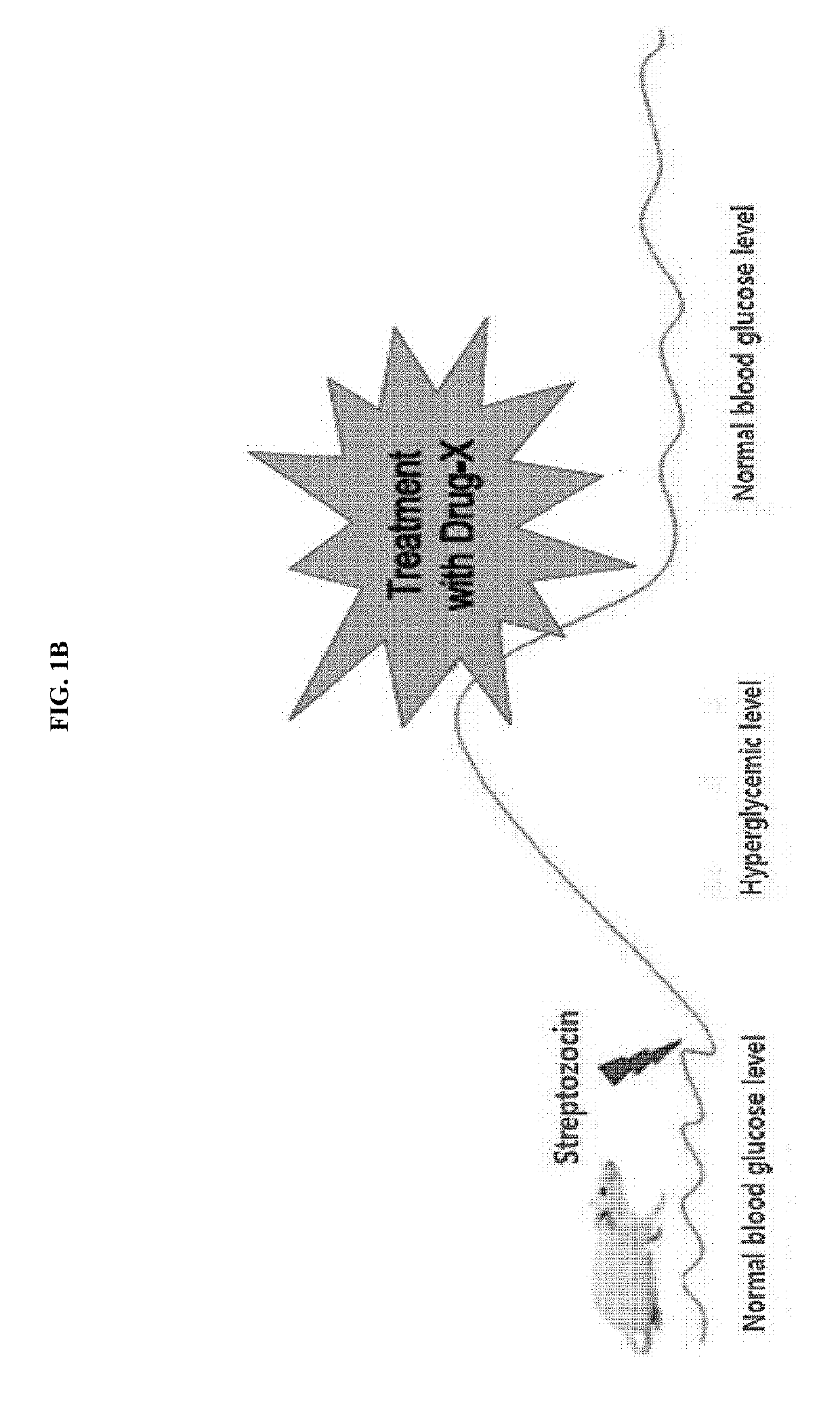 Biomarker sbp1 for early diagnosis of kidney diseases, and use thereof