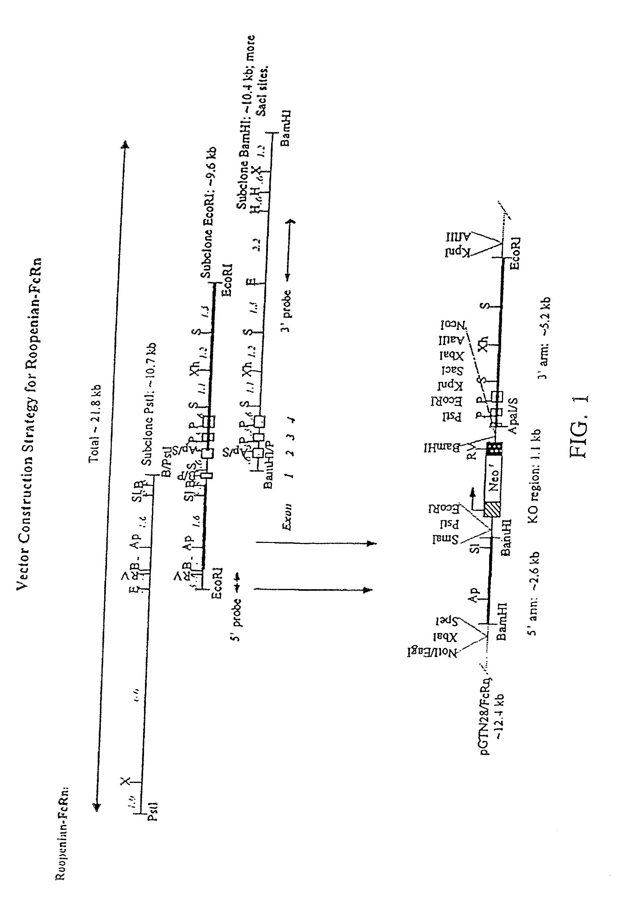 FcRn-based therapeutics for the treatment of auto-immune disorders