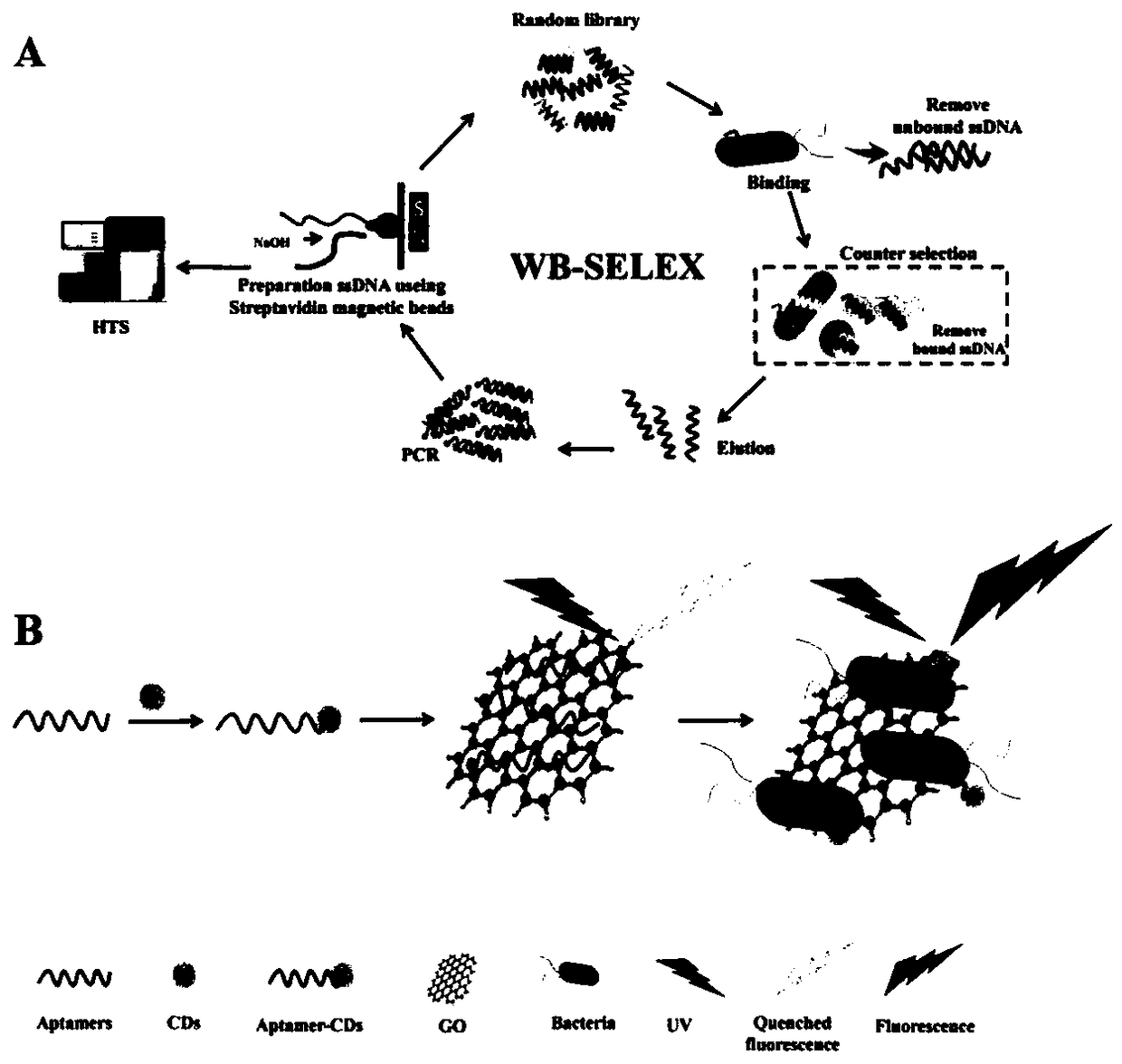 Screening method for aptamers and aptamer specifically bond with pseudomonas aeruginosa