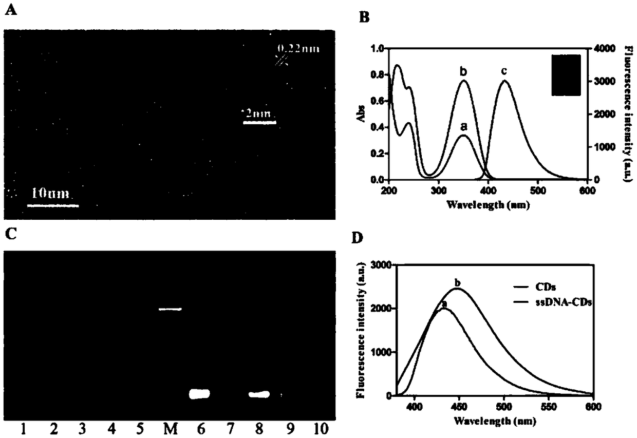 Screening method for aptamers and aptamer specifically bond with pseudomonas aeruginosa