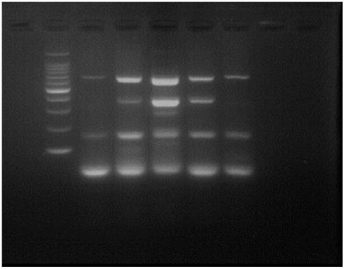 Novel blue-light electrophoresis nucleic acid dye, preparation method and use thereof