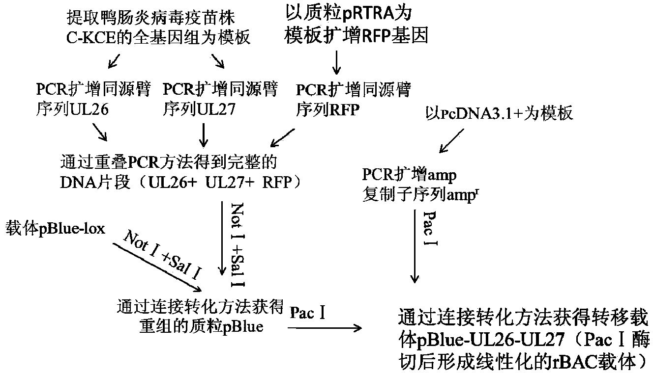 H9N2 subtype avian influenza virus-duck enteritis virus living-vector vaccine