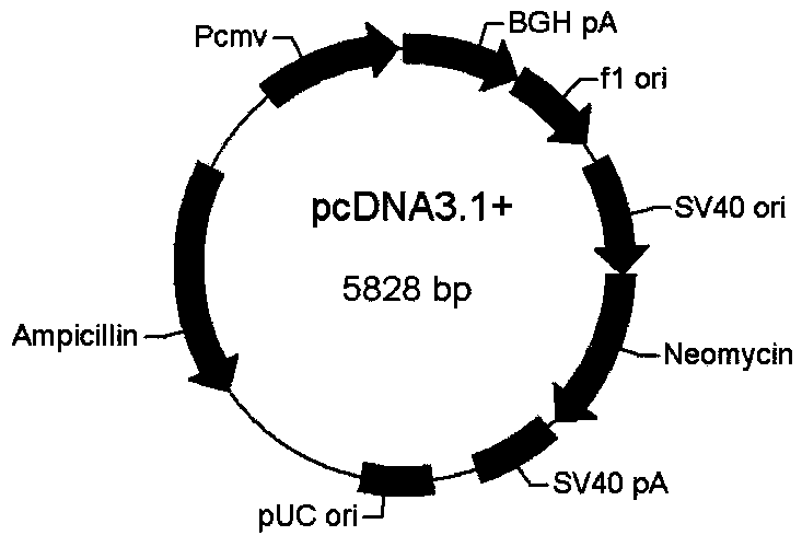 H9N2 subtype avian influenza virus-duck enteritis virus living-vector vaccine