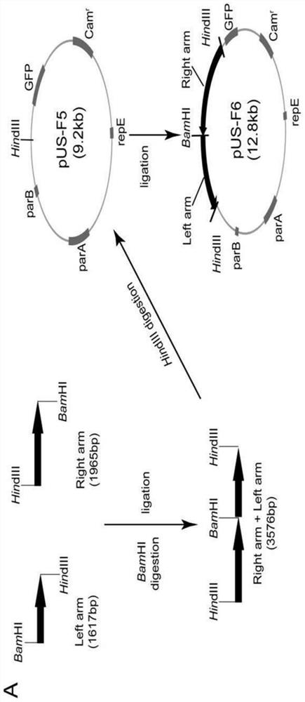 Construction method and application of hsv1-h129-bac and its variants