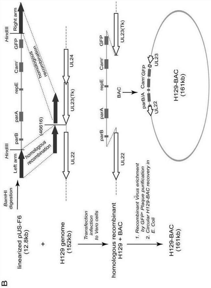 Construction method and application of hsv1-h129-bac and its variants