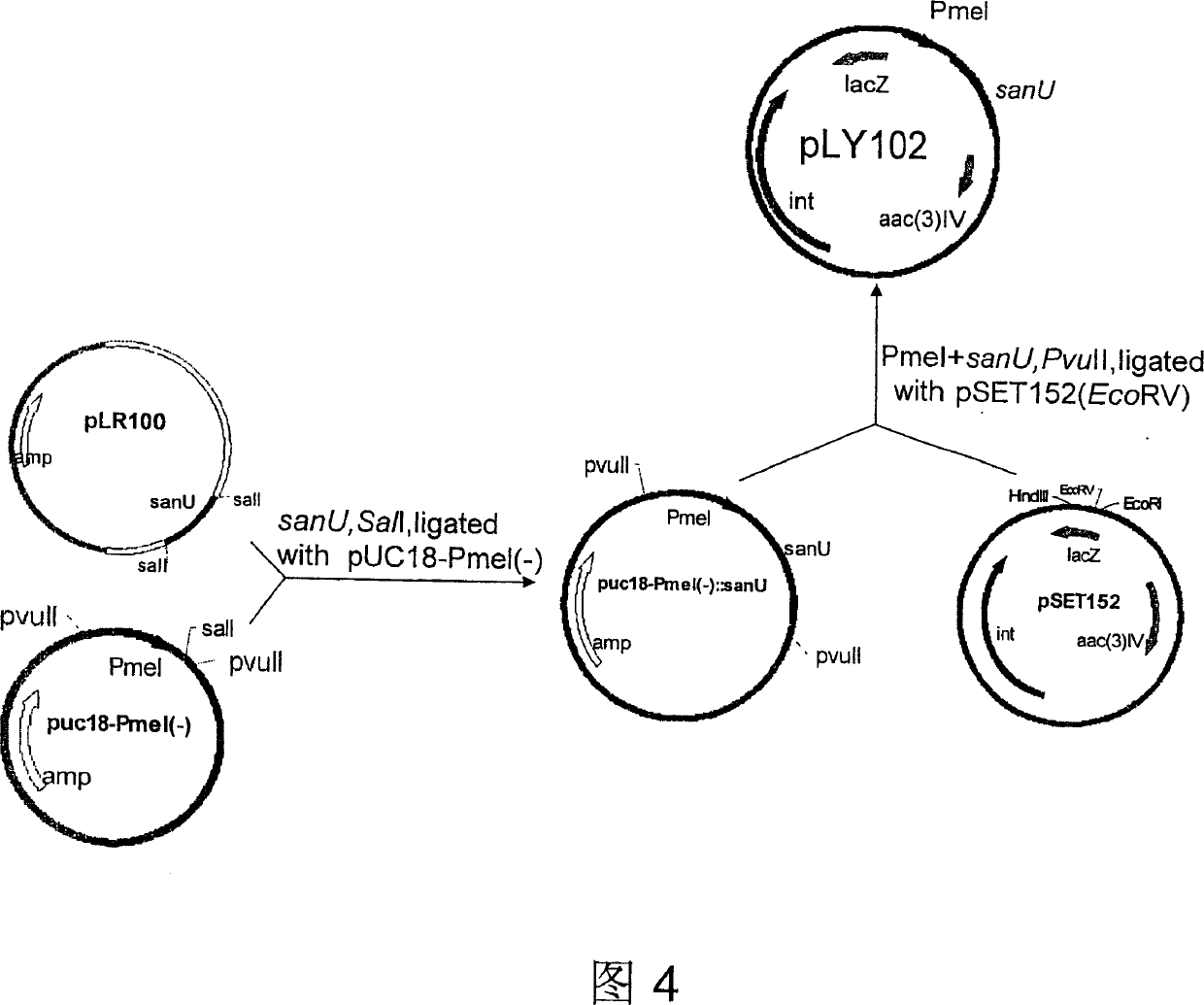 High-yield engineering bacterium of nicomycin x component and its application