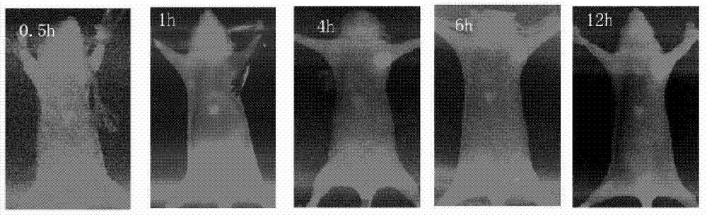 Polypeptide having high affinity with receptor of integrin alpha v beta3