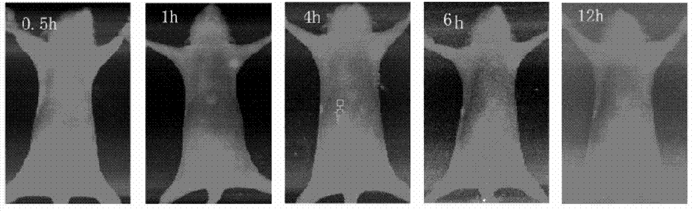 Polypeptide having high affinity with receptor of integrin alpha v beta3