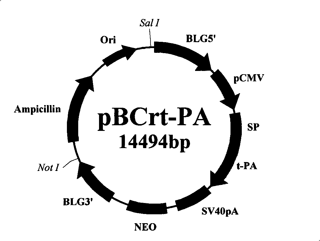 Method for producing human tissue plasmin activator