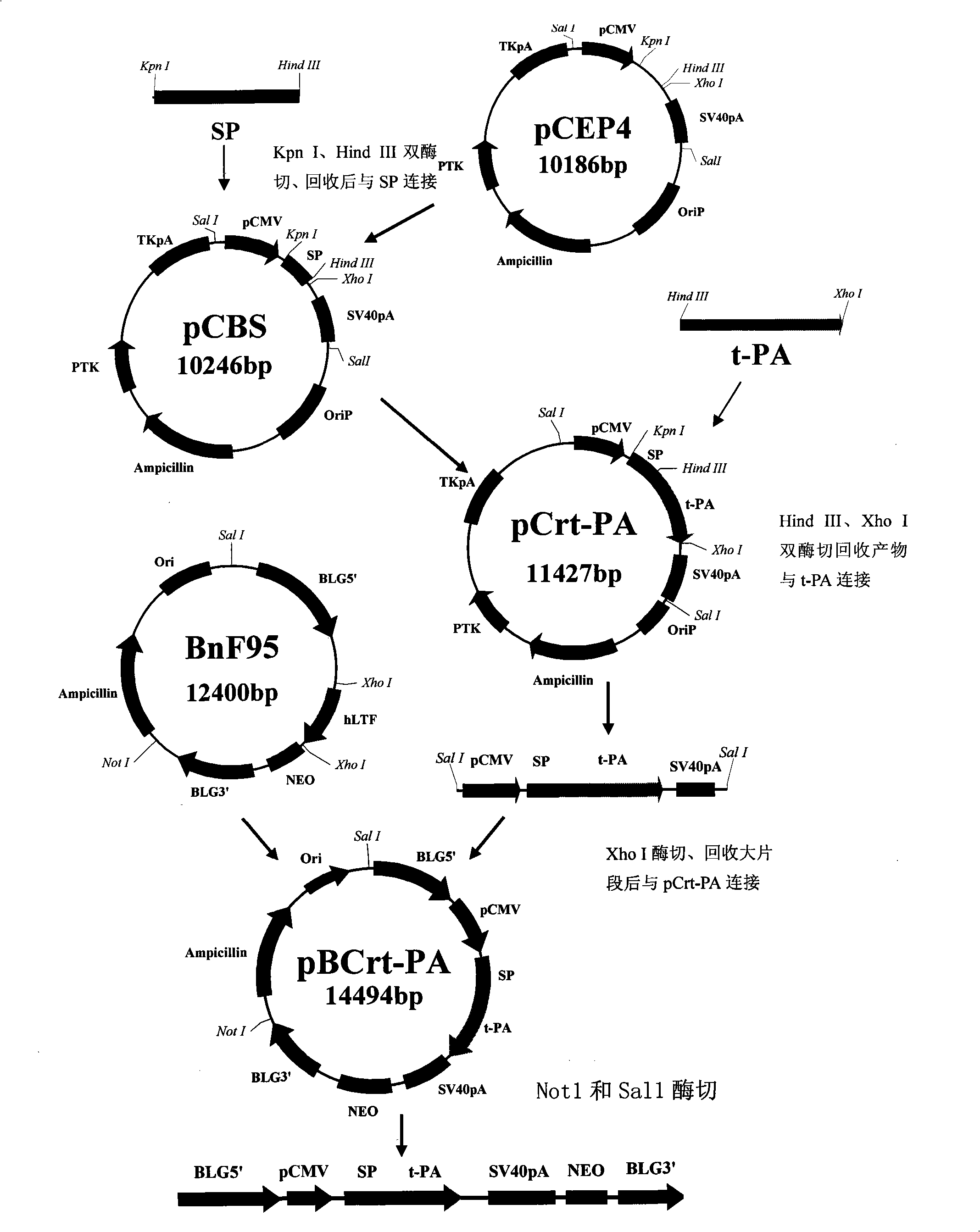 Method for producing human tissue plasmin activator