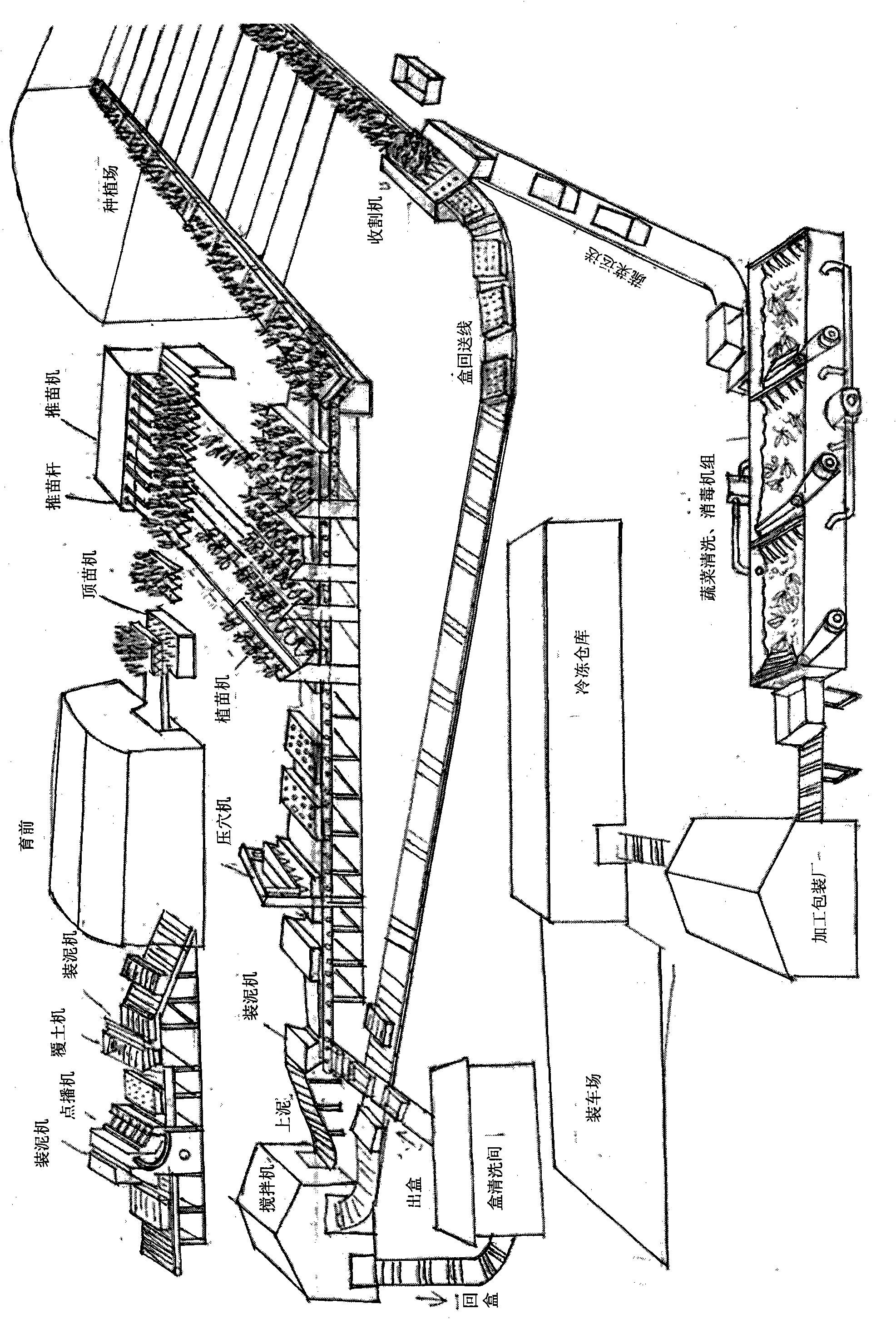 Automatic vegetable cultivation and processing method